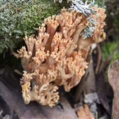 Ramaria sp. at Farringdon, NSW - 10 May 2015