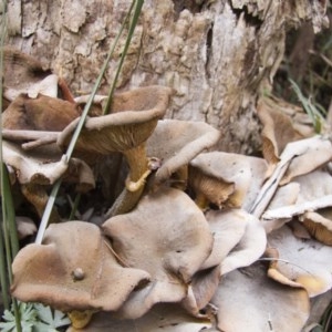 Armillaria sp. at Farringdon, NSW - 10 May 2015 12:19 PM