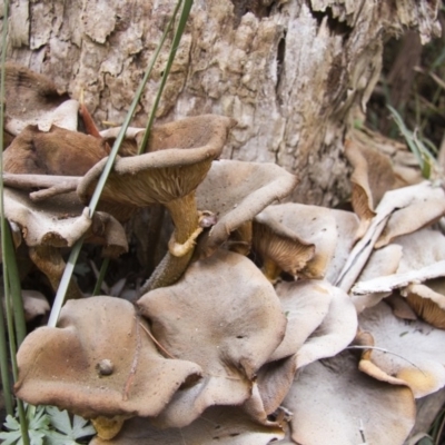 Armillaria sp. (A honey fungus) at Tallaganda State Forest - 10 May 2015 by AlisonMilton