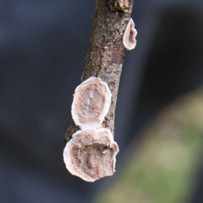 Stereum sp. at Farringdon, NSW - 10 May 2015 by AlisonMilton