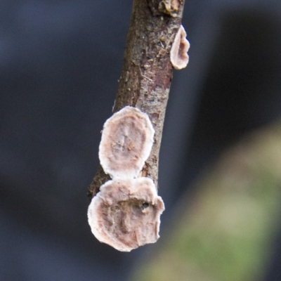 Stereum sp. at Farringdon, NSW - 10 May 2015 by Alison Milton