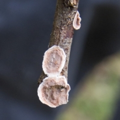 Stereum sp. at Farringdon, NSW - 10 May 2015 by Alison Milton