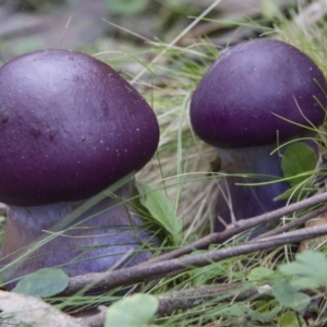 Cortinarius archeri s.l. at Farringdon, NSW - 10 May 2015