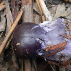 Cortinarius archeri s.l. at Farringdon, NSW - 10 May 2015