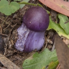 Cortinarius archeri s.l. at Farringdon, NSW - 10 May 2015