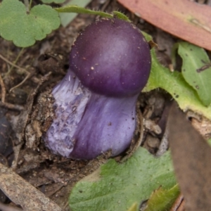 Cortinarius archeri s.l. at Farringdon, NSW - 10 May 2015