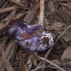 Cortinarius archeri s.l. at Farringdon, NSW - 10 May 2015