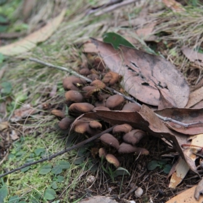 Unverified at Farringdon, NSW - 10 May 2015 by AlisonMilton
