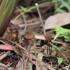 Mycena sp. (Mycena) at Tallaganda State Forest - 10 May 2015 by AlisonMilton