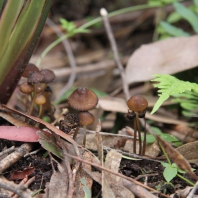Mycena sp. (genus) (Mycena) at Farringdon, NSW - 10 May 2015 by AlisonMilton