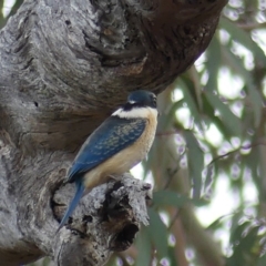 Todiramphus sanctus (Sacred Kingfisher) at Mount Ainslie - 1 Apr 2018 by WalterEgo