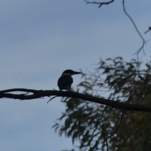 Todiramphus sanctus at Majura, ACT - 1 Apr 2018 04:33 PM