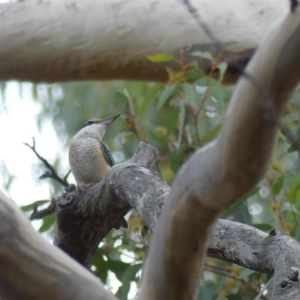 Todiramphus sanctus at Majura, ACT - 1 Apr 2018 04:33 PM