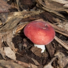 Russula sp. (Russula) at QPRC LGA - 10 May 2015 by AlisonMilton