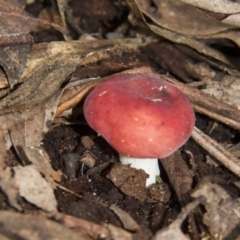 Russula sp. (Russula) at Farringdon, NSW - 10 May 2015 by Alison Milton