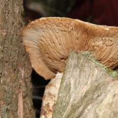 zz agaric (stem; gills not white/cream) at QPRC LGA - 10 May 2015 by AlisonMilton