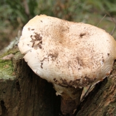 zz agaric (stem; gills not white/cream) at Farringdon, NSW - 10 May 2015