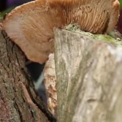 zz agaric (stem; gills not white/cream) at Farringdon, NSW - 10 May 2015