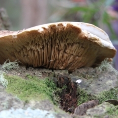 zz agaric (stem; gills not white/cream) at Farringdon, NSW - 10 May 2015