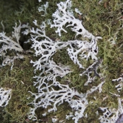 Hypogymnia sp. (A lichen) at Tallaganda State Forest - 10 May 2015 by Alison Milton