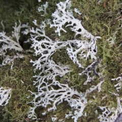 Hypogymnia sp. (A lichen) at Farringdon, NSW - 10 May 2015 by Alison Milton