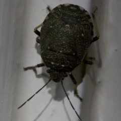 Platycoris rotundatus (A shield bug) at Ainslie, ACT - 6 Apr 2018 by jbromilow50