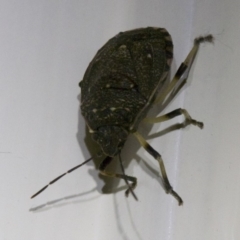 Platycoris rotundatus at Ainslie, ACT - 6 Apr 2018