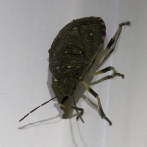 Platycoris rotundatus at Ainslie, ACT - 6 Apr 2018