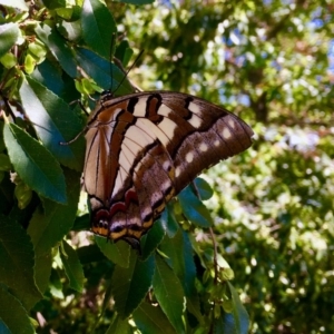 Charaxes sempronius at Forde, ACT - 4 Apr 2018