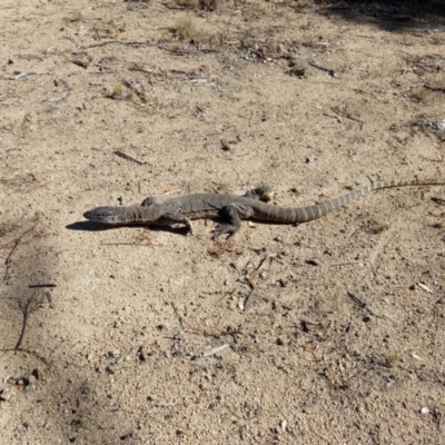 Varanus rosenbergi (Heath or Rosenberg's Monitor) at Mount Clear, ACT - 6 Apr 2018 by samreid007