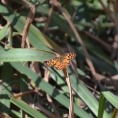 Heteronympha penelope (Shouldered Brown) at QPRC LGA - 28 Feb 2018 by natureguy