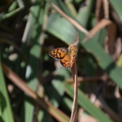 Heteronympha penelope at Wamboin, NSW - 28 Feb 2018 05:20 PM