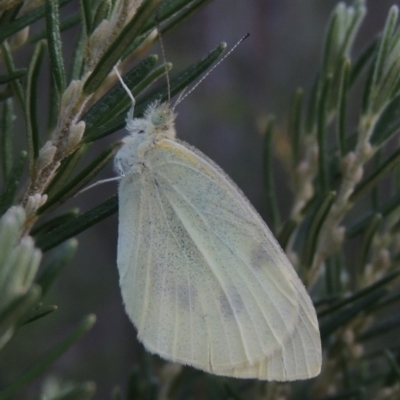 Pieris rapae (Cabbage White) at Tennent, ACT - 8 Mar 2018 by michaelb
