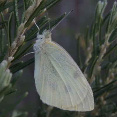 Pieris rapae (Cabbage White) at Tennent, ACT - 8 Mar 2018 by MichaelBedingfield