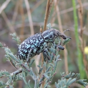 Chrysolopus spectabilis at Tennent, ACT - 8 Mar 2018