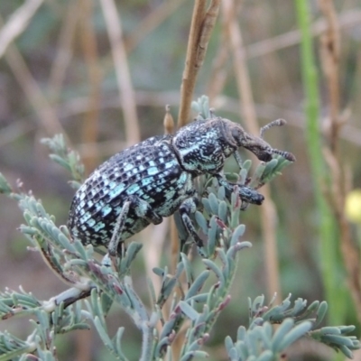 Chrysolopus spectabilis (Botany Bay Weevil) at Tennent, ACT - 8 Mar 2018 by MichaelBedingfield
