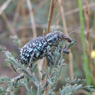 Chrysolopus spectabilis (Botany Bay Weevil) at Tennent, ACT - 8 Mar 2018 by michaelb