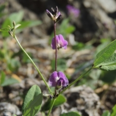 Glycine tabacina (Variable Glycine) at Tennent, ACT - 14 Mar 2018 by michaelb