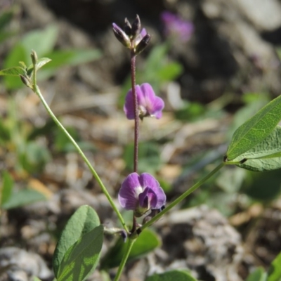 Glycine tabacina (Variable Glycine) at Tennent, ACT - 14 Mar 2018 by michaelb