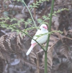 Neochmia temporalis (Red-browed Finch) at Dignams Creek, NSW - 4 Apr 2018 by Maggie1