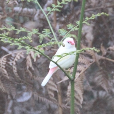 Neochmia temporalis (Red-browed Finch) at Dignams Creek, NSW - 4 Apr 2018 by Maggie1