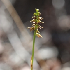 Corunastylis clivicola (Rufous midge orchid) at Acton, ACT - 2 Apr 2018 by PeterR