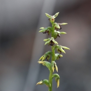 Corunastylis clivicola at Acton, ACT - suppressed