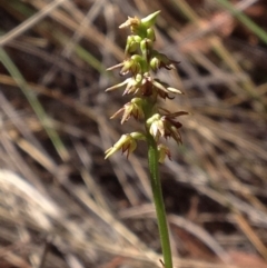 Corunastylis clivicola at Acton, ACT - suppressed