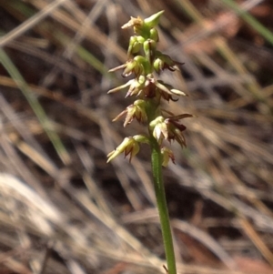 Corunastylis clivicola at Acton, ACT - suppressed