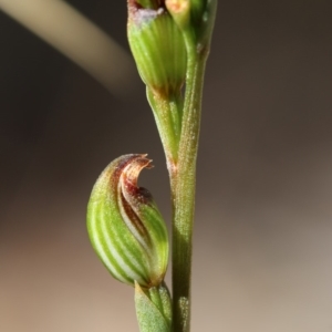 Speculantha rubescens at Acton, ACT - 2 Apr 2018