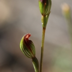 Speculantha rubescens at Acton, ACT - 2 Apr 2018