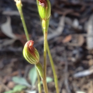 Speculantha rubescens at Acton, ACT - 2 Apr 2018