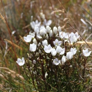 Gentianella muelleriana at Jagungal Wilderness, NSW - 12 Mar 2018 02:25 PM