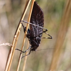 Acripeza reticulata at Jagungal Wilderness, NSW - 13 Mar 2018 12:11 PM